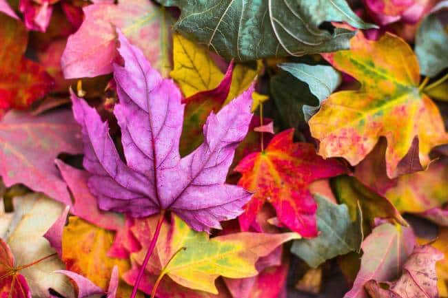 colorful fall leaves on ground